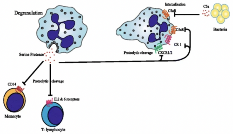 File:Figure . Down-regulation of immune receptors by serine proteases from degranulated neutrophils.png