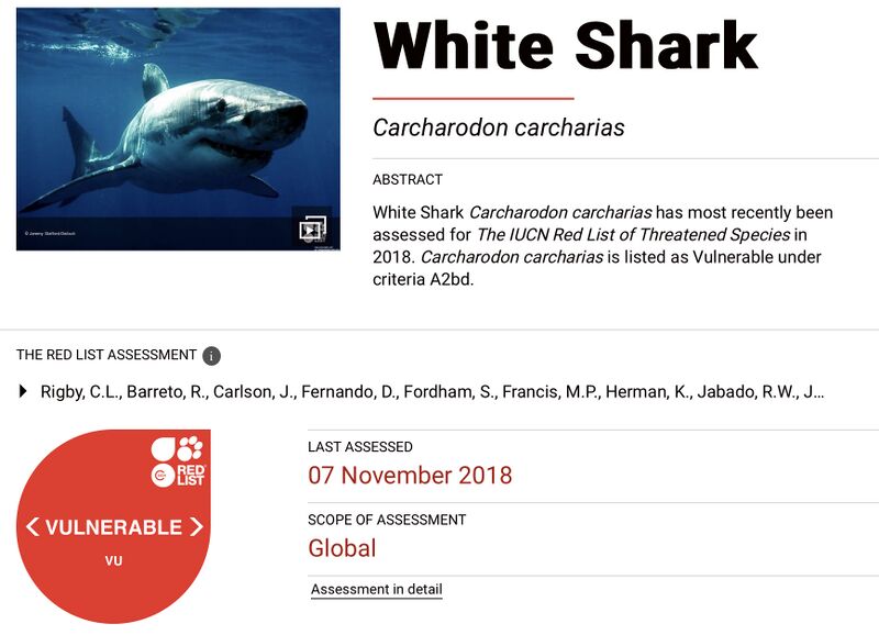File:IUCN Red List White shark Population Status.jpg