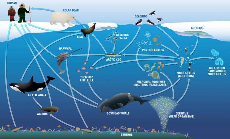 File:Whale Food Chain.png