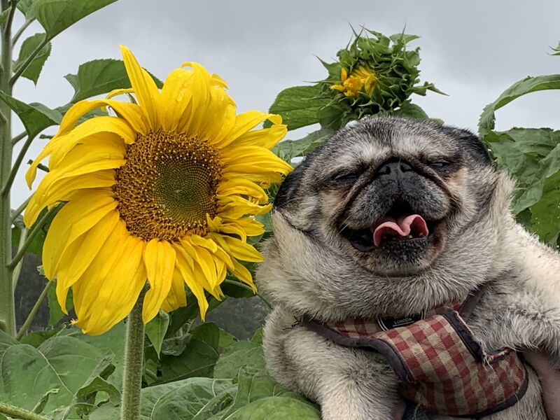 File:A pug next to a sunflower.jpg