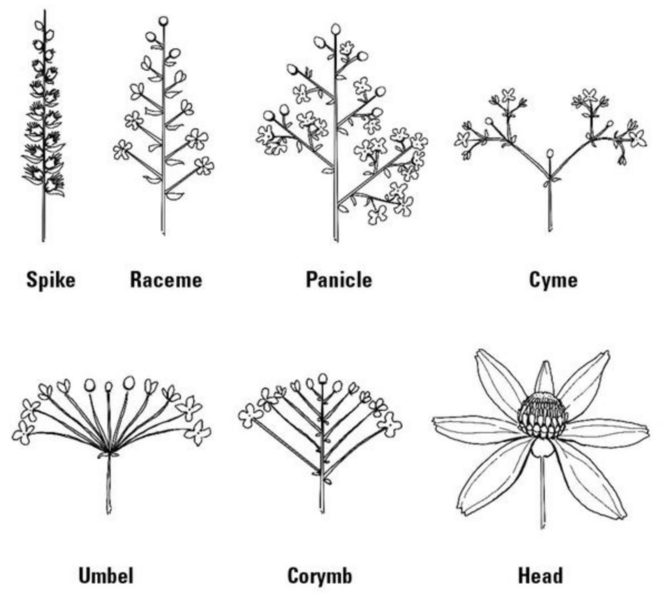 File:Common types of inflorescences.png