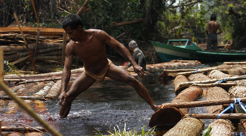 File:Illegal logging in Kalimantan.jpg