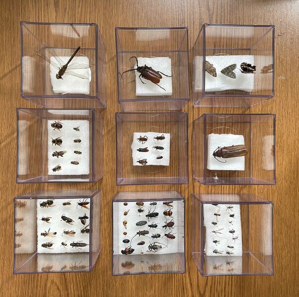 File:Pinned Insect Collection for Teaching Purposes.jpg