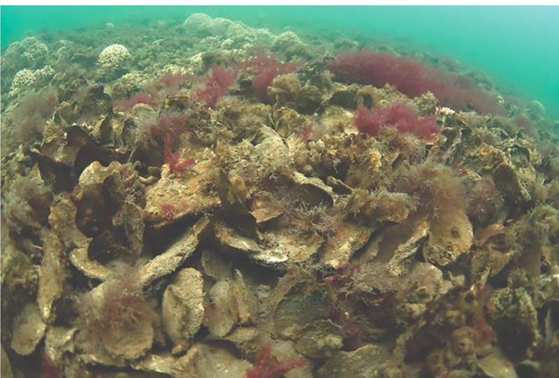 File:Oyster Reef.png