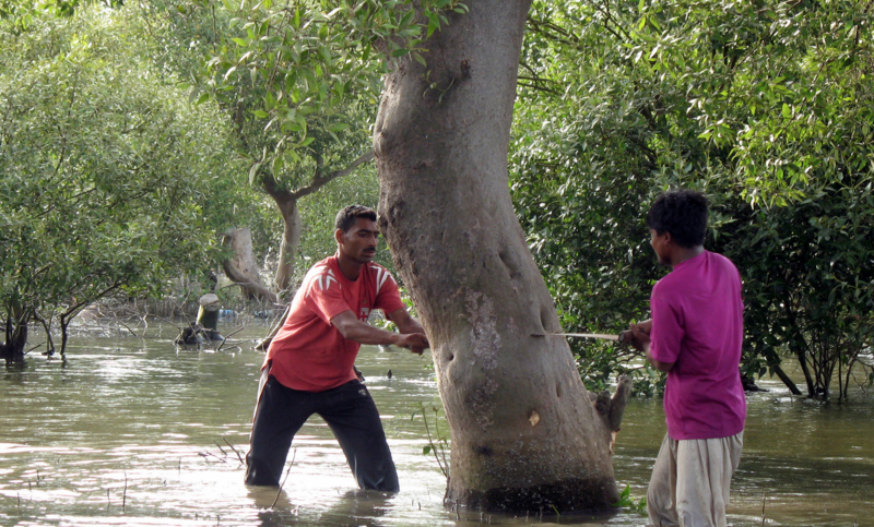 File:Workers Cutting Mangrove Tree.png