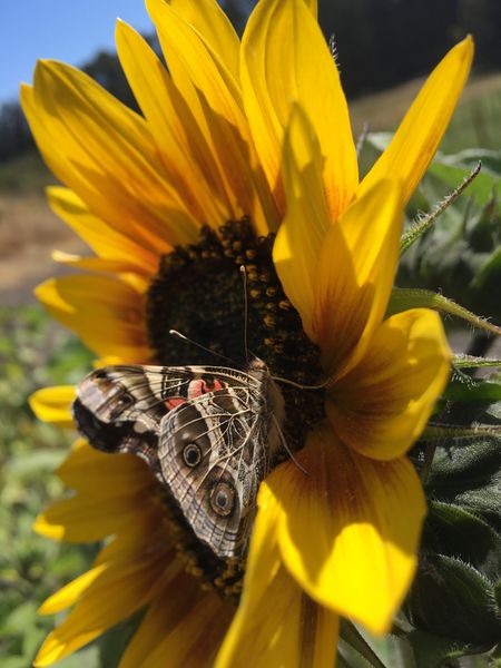 File:Butterfly pollinating sunflower.JPG