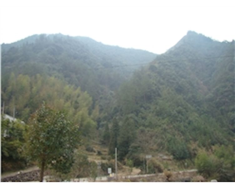 File:The Nengfu Cooperative forestland.aspx.jpg