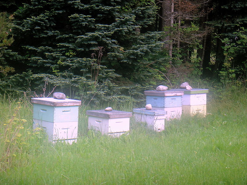 File:Bee hives UBC Farm.jpg