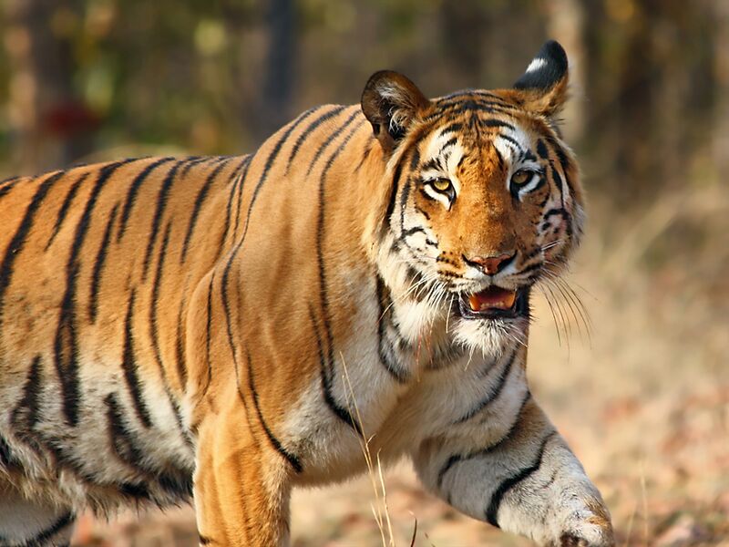 File:Bengal Tiger is an endangered species of India.jpg