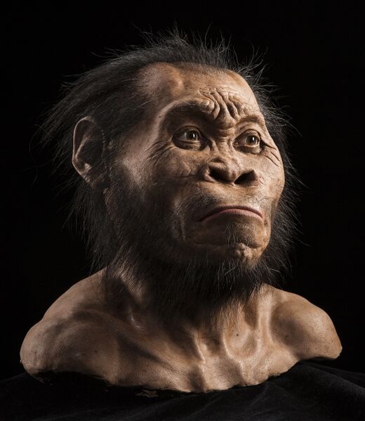 File:Homo naledi reconstructed face.jpg