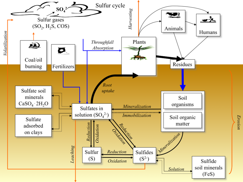File:S Cycle.png