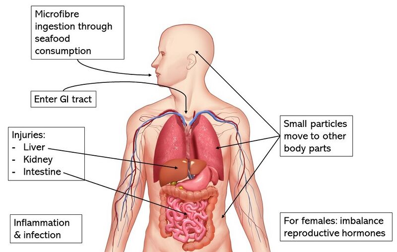 File:Impact of Microfibres on Human Body.jpg