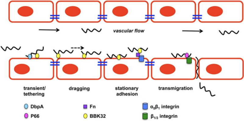 File:B. burgdorferi vascular interactions and transmigration.png