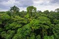 Colombian Amazon Rainforest.jpg
