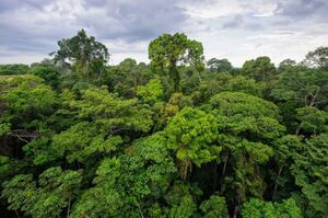 An aerial shot of the Amazon rainforest's broadleaf canopy.