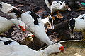 "Ducks on an Agroecological Farm in the Philippines" (Photo by Amber Heckelman).JPG