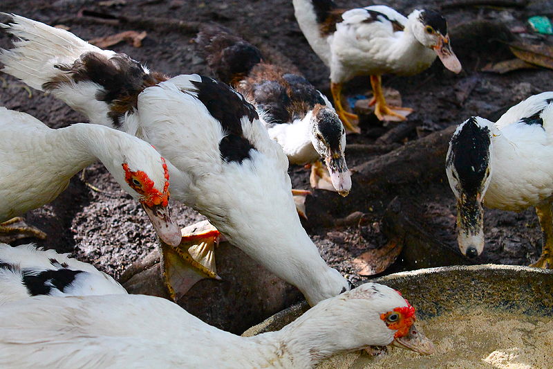 File:"Ducks on an Agroecological Farm in the Philippines" (Photo by Amber Heckelman).JPG