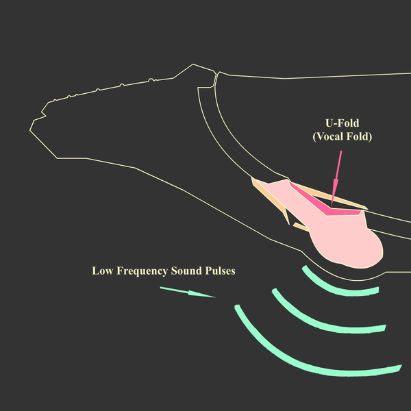 File:Humpback Whale Anatomy of Sound Production.png