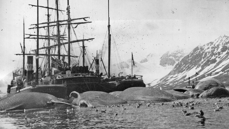 File:Whaling in the 19th Century.jpg