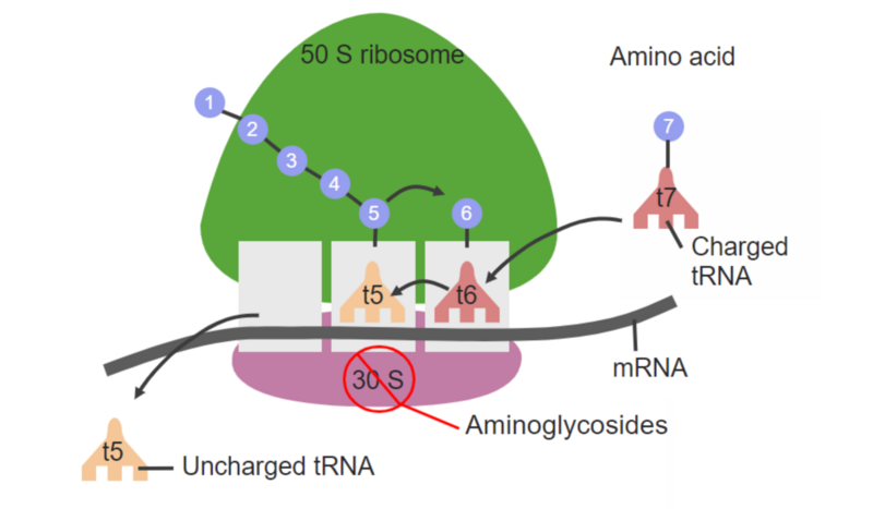 File:Aminoglycoside Mechanism of Action.png