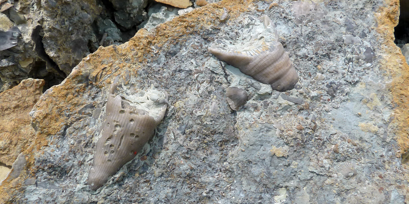 File:Two solitary rugose corals found in limestone from the Ordovician period.png