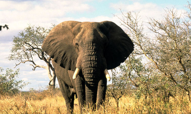 File:African-Elephant 08.23.2012 Help.jpg