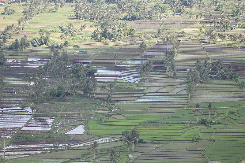 File:"Rice Farms on the Foothills of Mayon Volcano in the Philippines" (Photo by Amber Heckelman).JPG