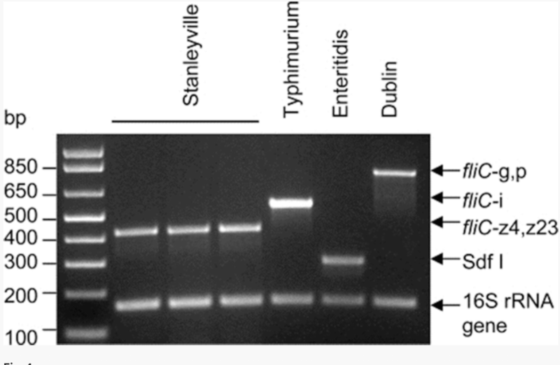 File:PCR salmonella bands.png