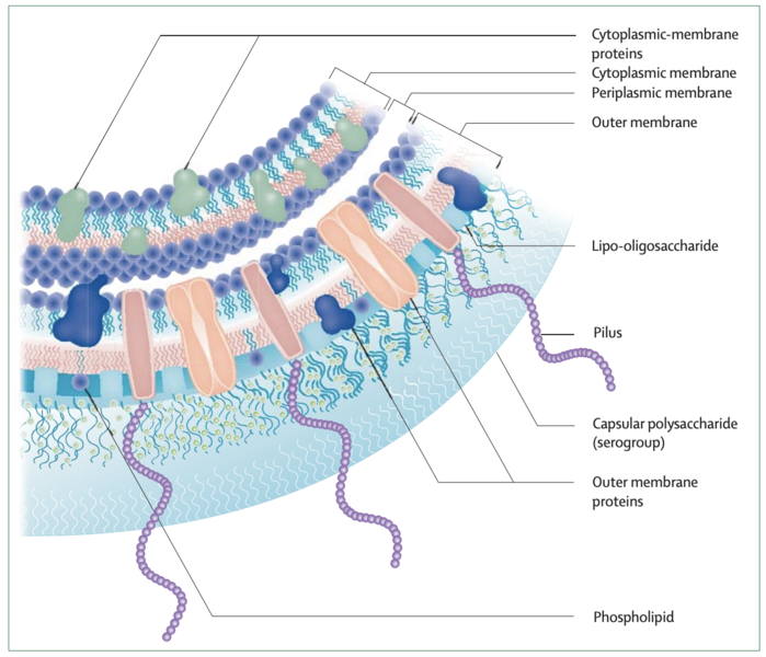 File:Figure 7. Neisseria meningitidis membrane structure 2.png