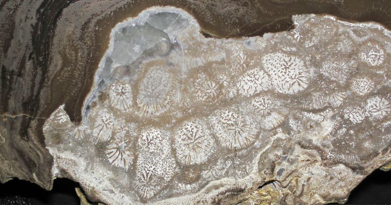 File:Stromatoporoid sponge fossil.jpg