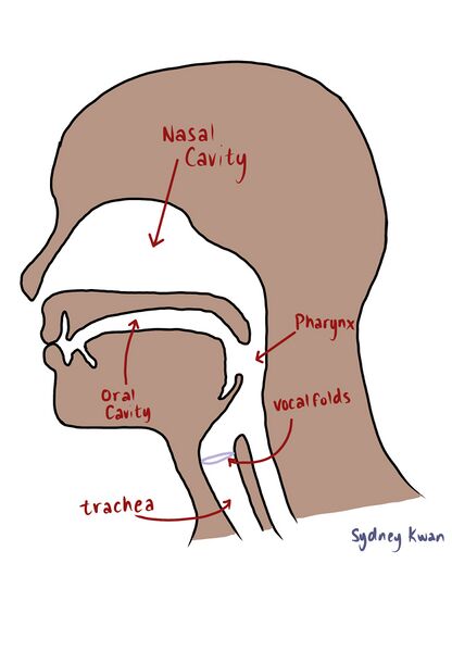 File:Human Voice Tract diagram.jpg
