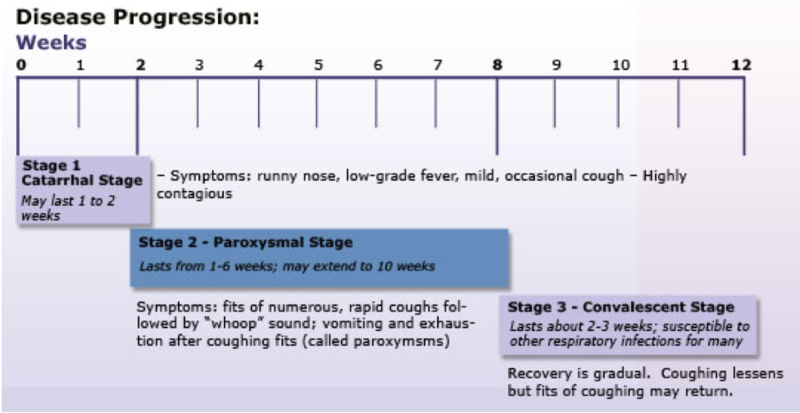 File:Progression of pertussis disease.png