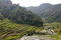 "Terracing Rice on the Face of Mountains in the Philippines" (Photo by Amber Heckelman).JPG