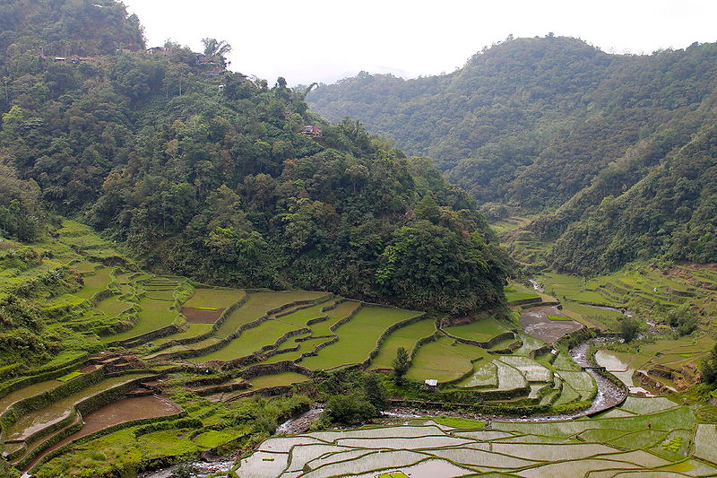 File:"Terracing Rice on the Face of Mountains in the Philippines" (Photo by Amber Heckelman).JPG
