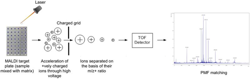 File:Figure 5. Schematic diagram of MALDI-TOF MS workflow. Reprinted from (21).jpg