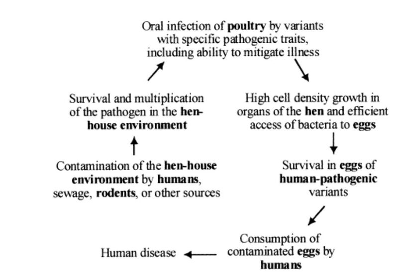 File:S. entertiditis infection cycle.jpg