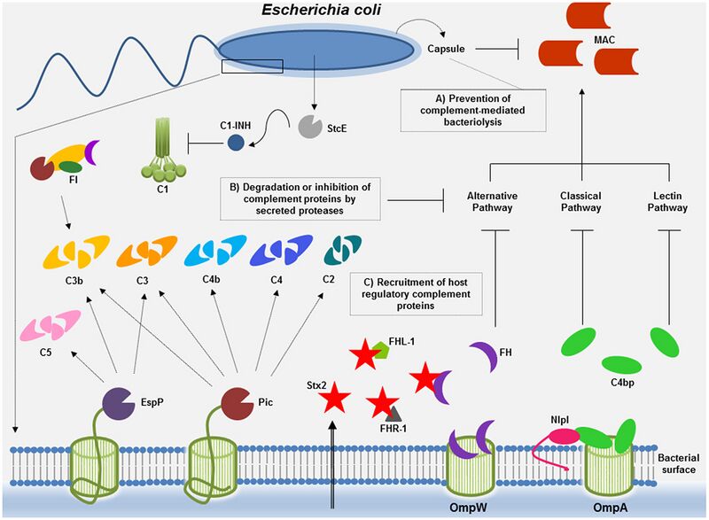 File:Complement evasion strategies of Escherichia coli.jpg