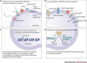 Overview of Neisseria gonorrhoeae pathogenesis factors