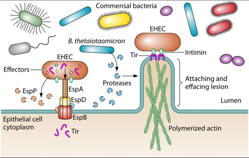 File:Enterohemorrhagic Escherichia coli interacts with the colonic epithelium through the type III secretion system (T3SS).jpg