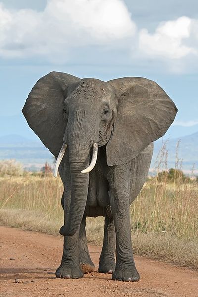 File:African Bush Elephant CC.jpg