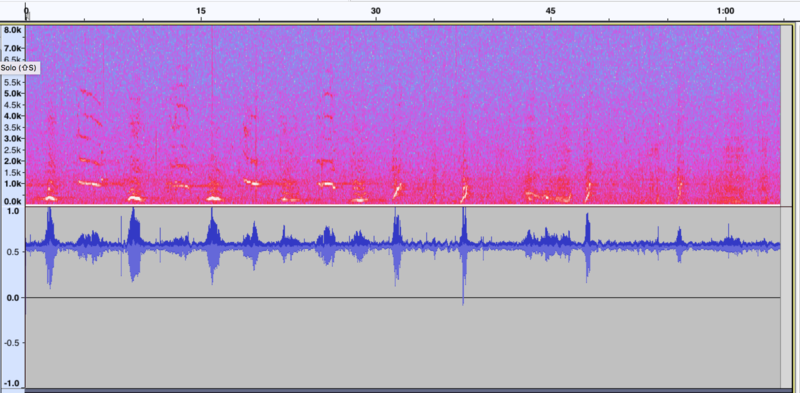 File:Waveform and Spectrogram of Humpback Whale Song.png