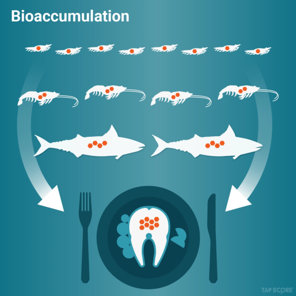 File:Bioaccumulation of Heavy Metals.png
