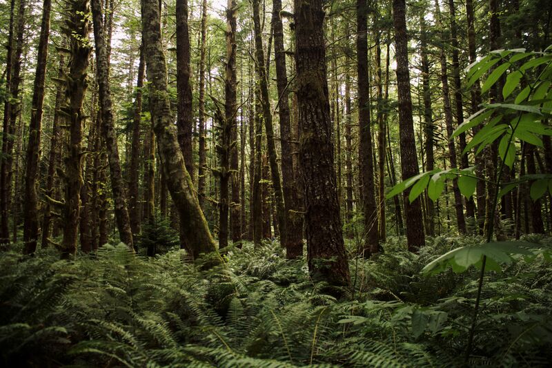 File:BC Forest Image.jpg