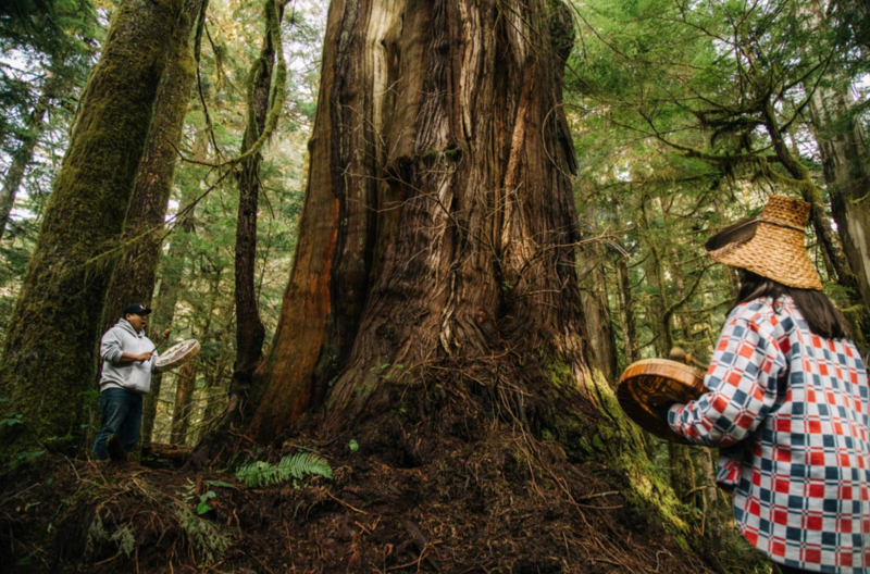 File:Indigenous drummers around an old growth tree on Pacheedaht territory.png