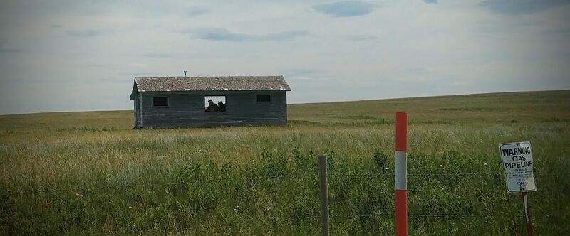 File:House Occupied by Horses.jpg