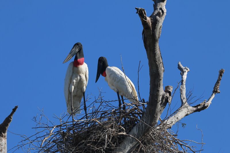 File:Two Jabiru, also known as Tuiuiú in their nest.jpg