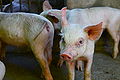 "Piglets on an Agroecological Farm in the Philippines" (Photo by Amber Heckelman).JPG