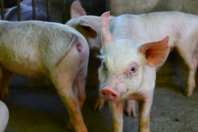File:"Piglets on an Agroecological Farm in the Philippines" (Photo by Amber Heckelman).JPG