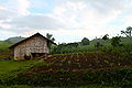 "Small Farm in the Philippines" (Photo by Amber Heckelman).JPG