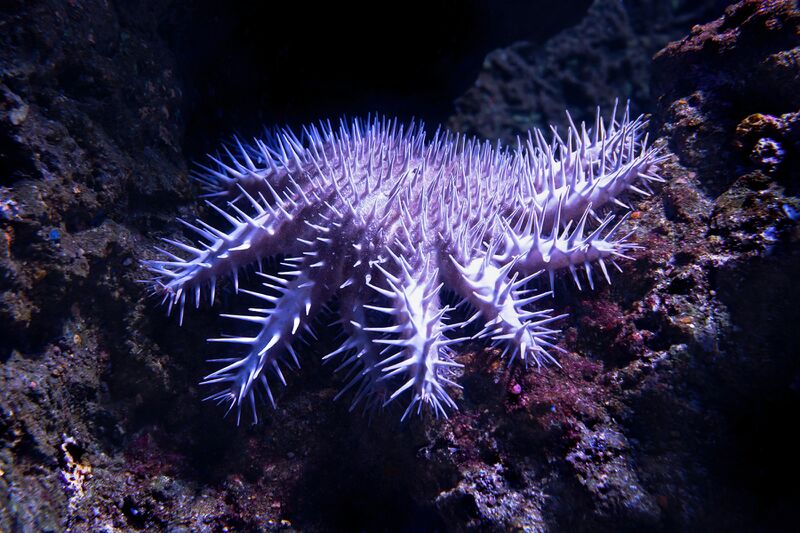 File:Crown-of-thorns starfish.jpg